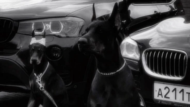 Dwa dobermany przy czarnych BMW